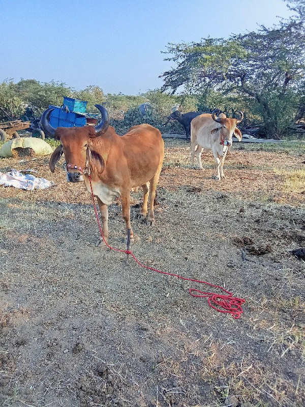 ગોધલા વેચવાના