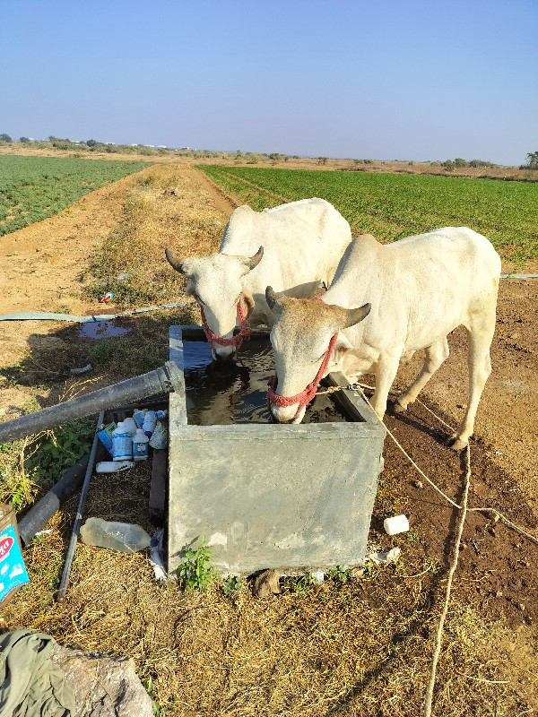 ગોધલા વેચવાના છ...