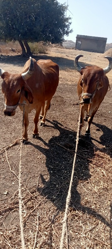 બડદ વેચવાના  છે