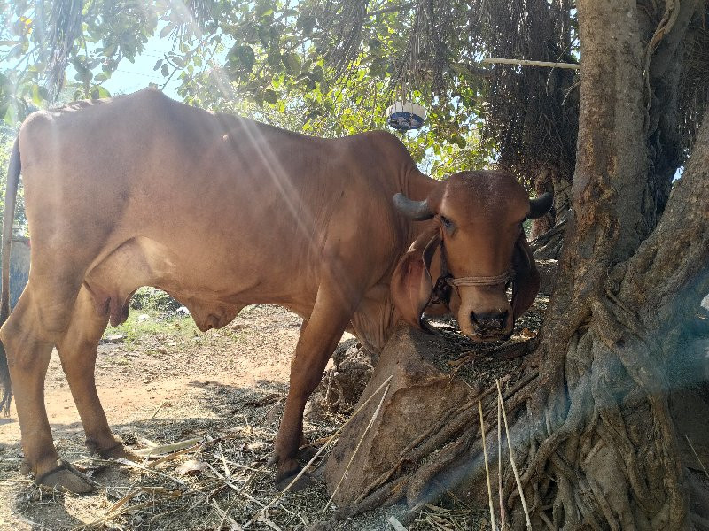 વેચવાની 6 ગીર ૧...