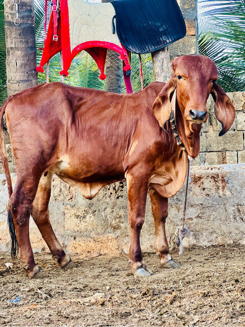 ગાય વોડકી  લેવા...