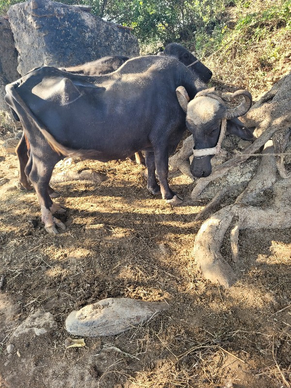 ભેંસ વેંચવાની છ...