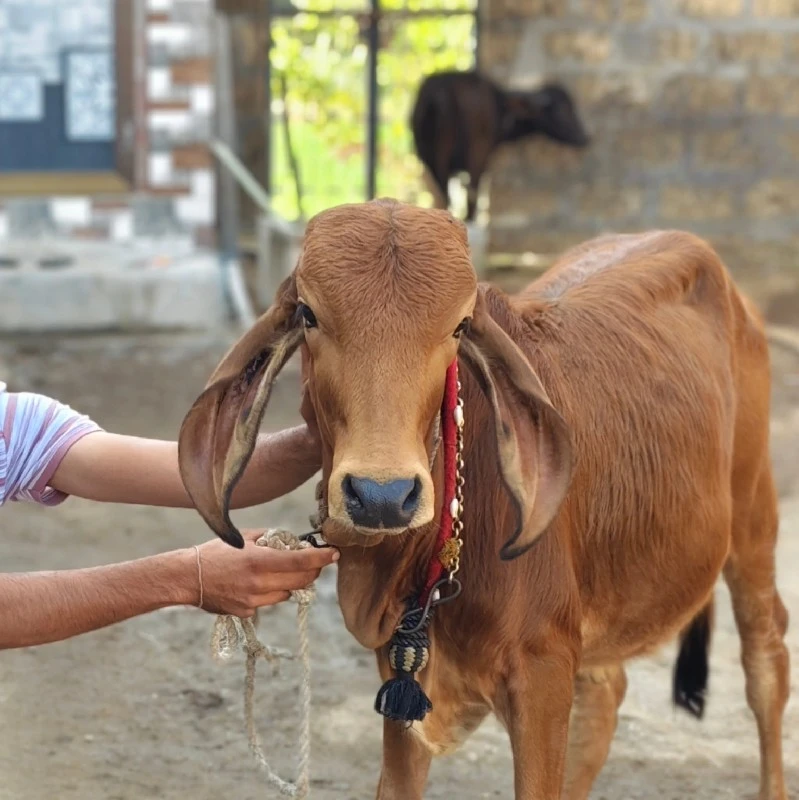 ગાય