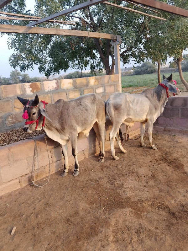 ગોંઢલા વેચવાના...