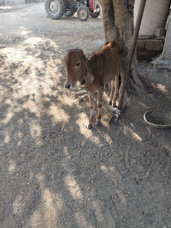 બે ગાયું વેચવાન...