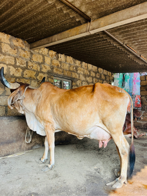 ગાય વેસવાની છે