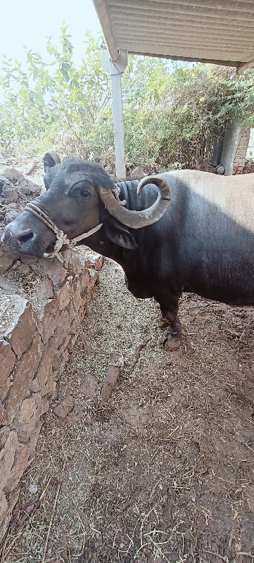 ભેંસ વેચવાની છે