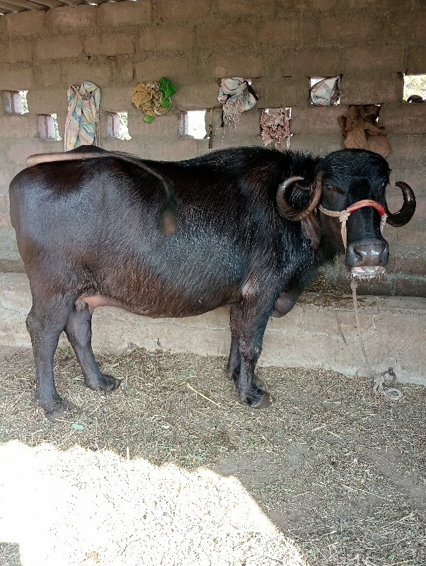 85.હજાર