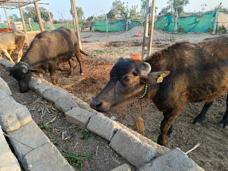 કચ્છી ખડેલીયુ વ...