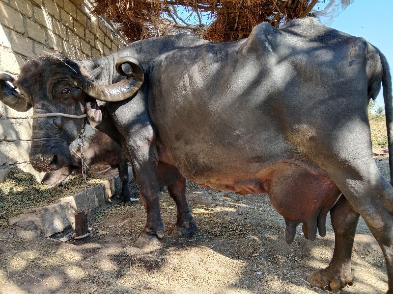 ભેંસ વેચવાની છે