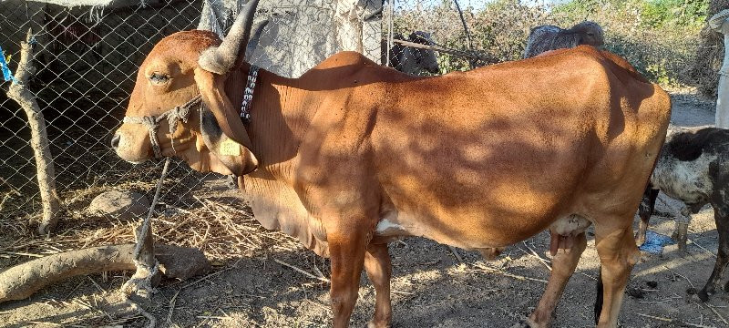 ગયા વેસવાની સે