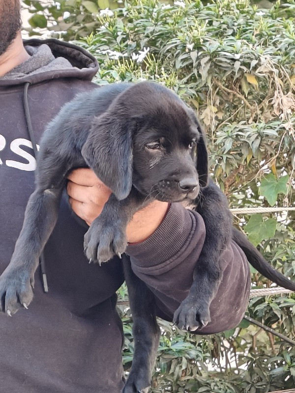 black Labrador...