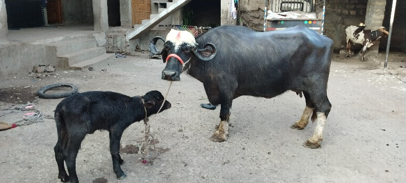 ભેંસ વેચવાની છે...