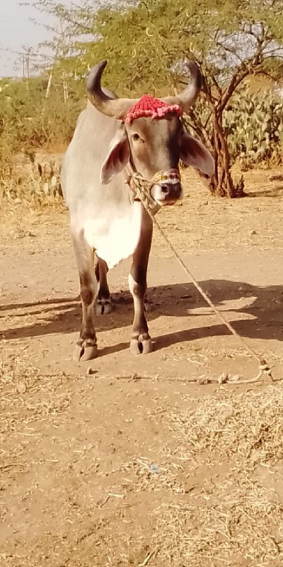 devbhumi Dwarka...