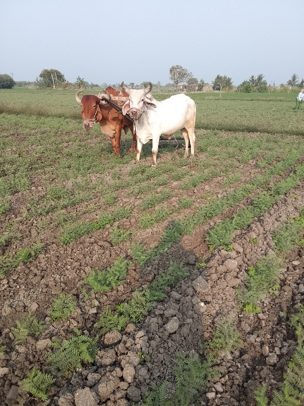 ગોઢલો ફુલ પાણી...