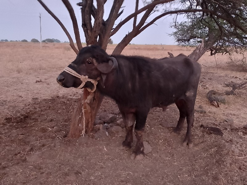 પાડો વેચવાનો છે...