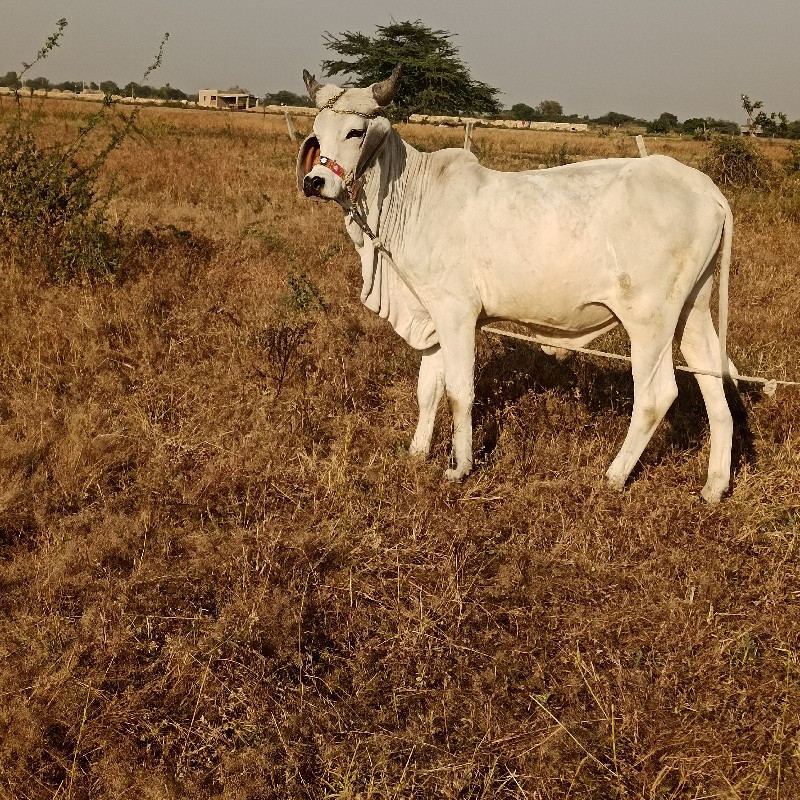 આના જેવો લેવા ન...