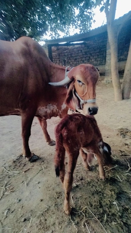 ગાઈ વેચવાની છેં