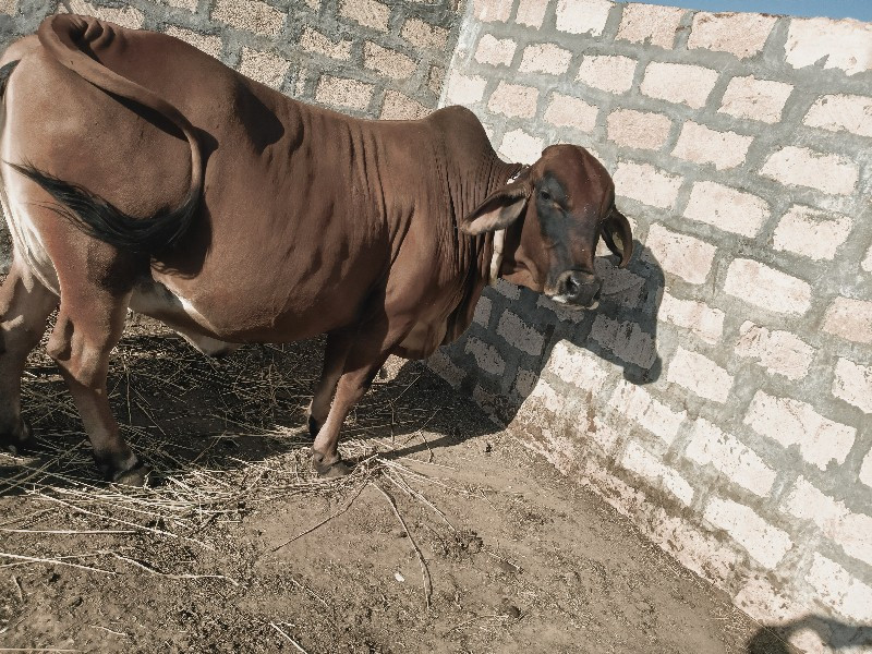 ગાય વેચવાની છે