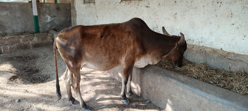 ગાય