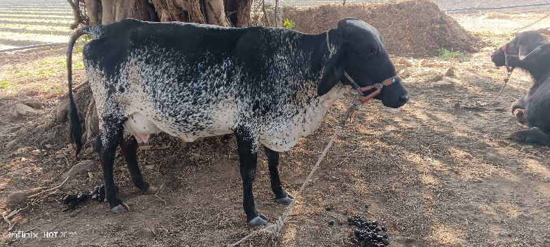 એસબ