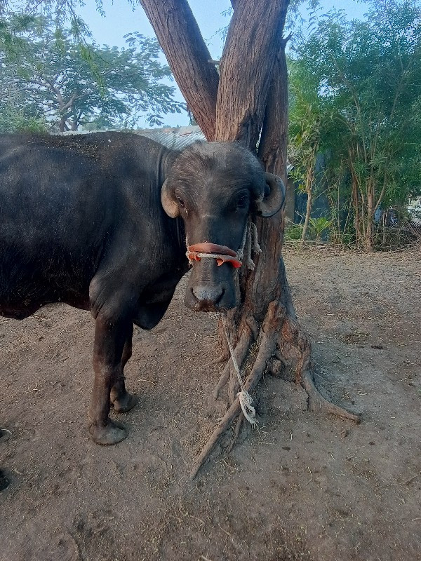 ખડેલું