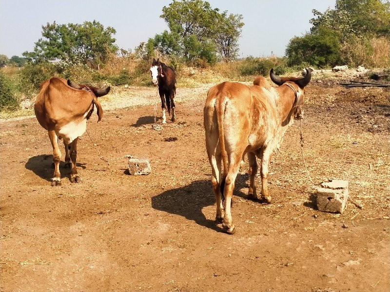 ગોધલા વેસવાનાસે