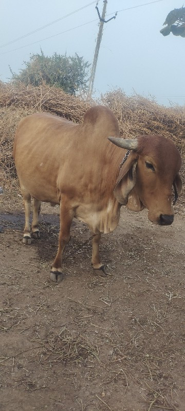 ગાય વેસવા ની છે...