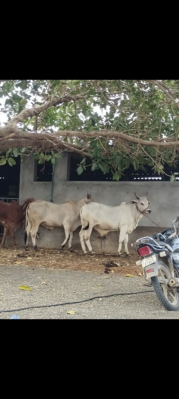 ગોઢલા વેચવાના છ...