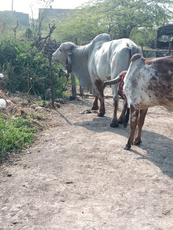 ગીર કાબરી દેવાન...