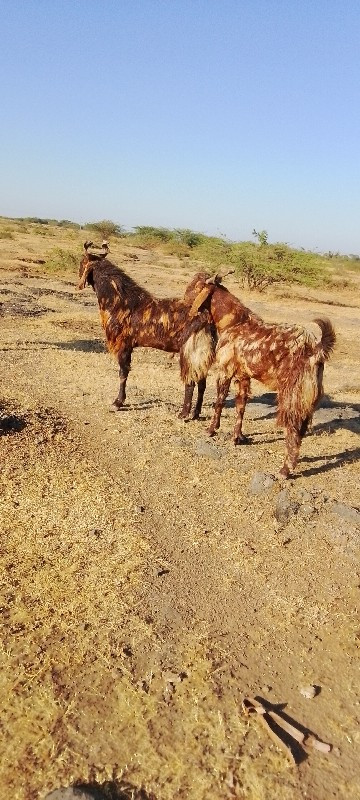 માળીયાહાટીના કા...