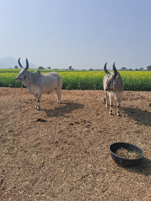 ગોઢલા વેસ વાના...