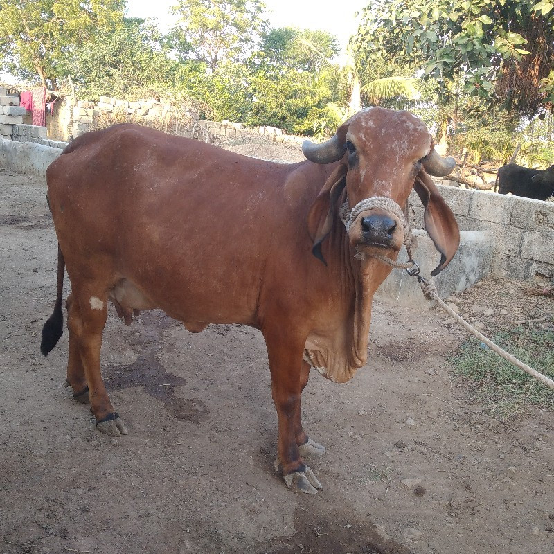 ગાય વેચવાની સે