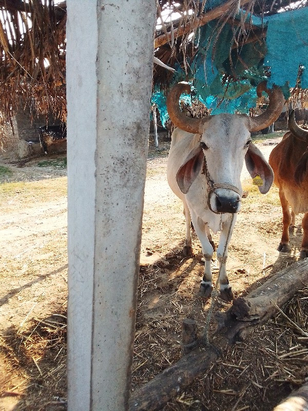 બળદ વેચવાનો છે