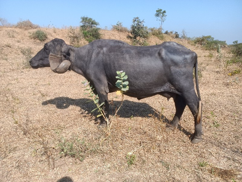 ભેંસ વેચવાની છે