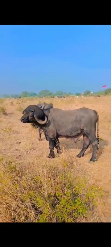 પાડો વેસવાનો છે