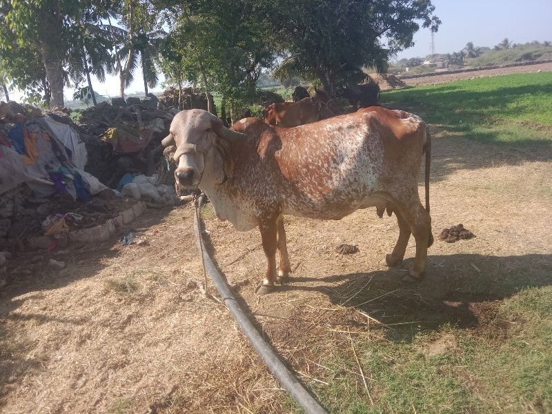 ગાય