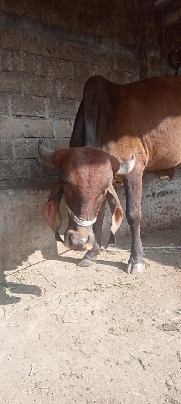 વો‌‌હકી વેસવાનિ...