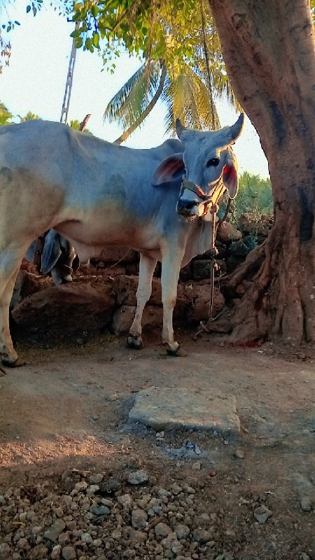 ગોધલા વેચવાના છ...