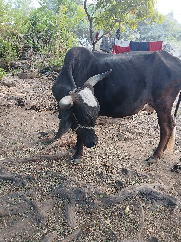 गाय sf वासवानी...