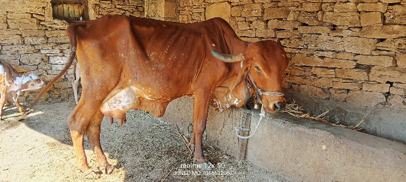 ઓરીજનલ ગીર ગાય...