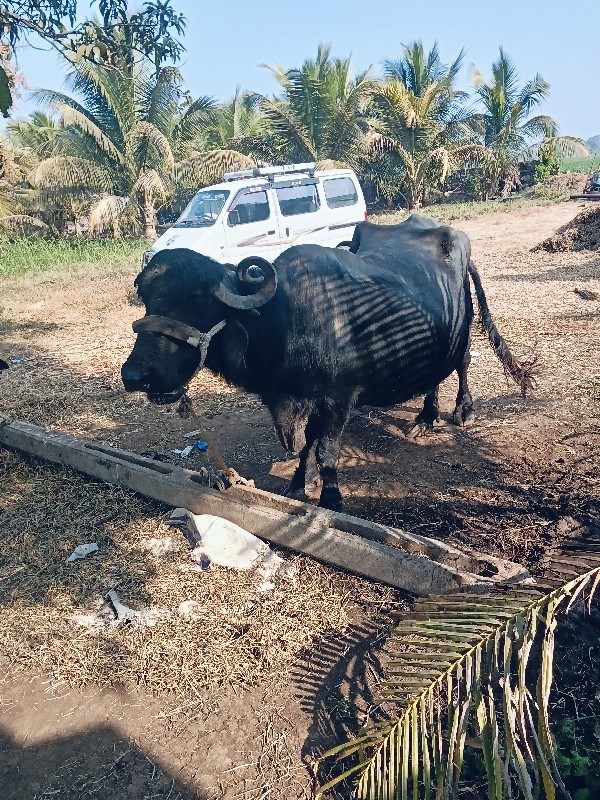 ભેંસ વેચવાની છે...