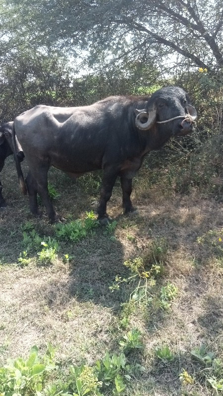 ગામ દાત્રાના મે...