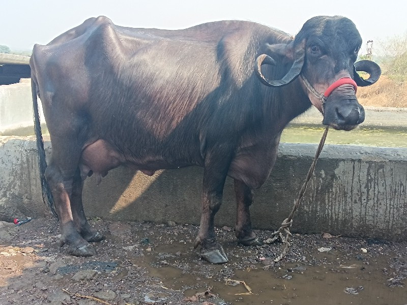 ભૈસ વેચવાની છે