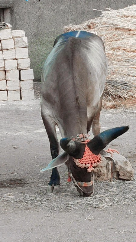 ગોઠલા