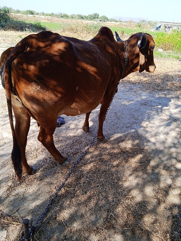 ગાય વેતત્તર 2