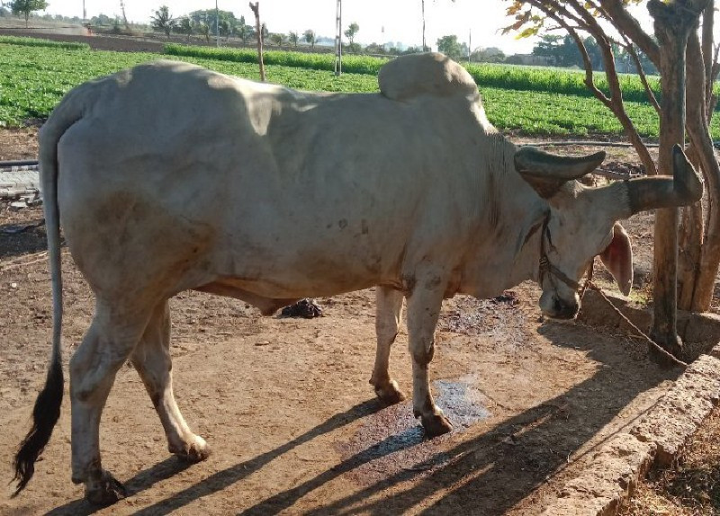 બળદ વેચવાનો છે