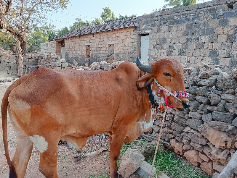 ગોઢલા વેસવા ના...