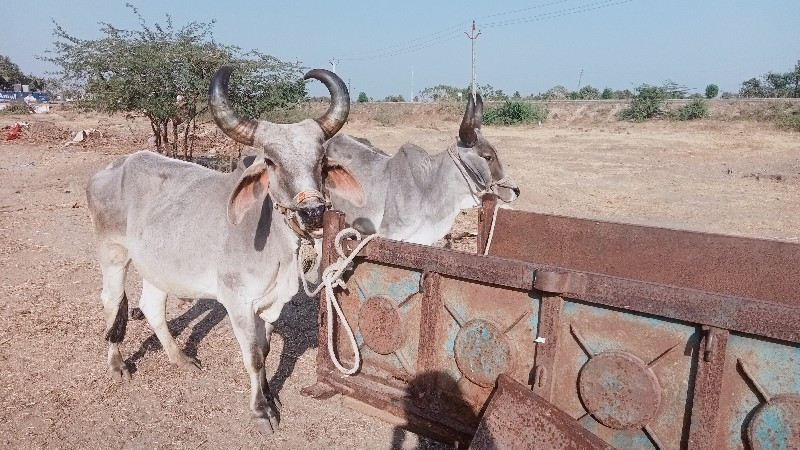 વધિયારા વેચવાના...