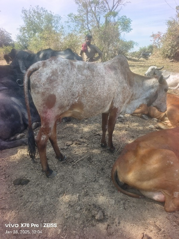 કાબરી હોડકી